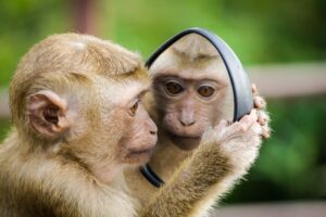 A capuchin monkey looking deeply in a mirror held close to it's face. This monkey is a plagiarist and possibly author of derivative work.