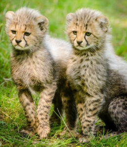 A pair of cheetah cubs looking somber and thoughtful. You Are Awesome.