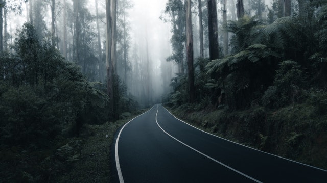 A road stretching away in a foggy arboreal wood. Show Don't Tell.