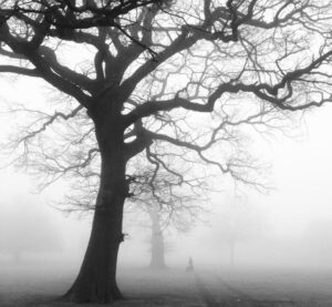 A huge tree with twisted limbs dynamically depicted on a misty day. Resonance Structures.